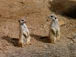 Erdm�nnchen im Zoo von ...  Peter Reiser 28.02.2011