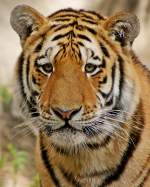 Sibirischer Tiger   ...  Andy Hensel 01.03.2011