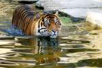 Sibirischer Tiger   ...  Andy Hensel 01.03.2011