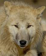 Junger Polarwolf   ...  Andy Hensel 02.03.2011