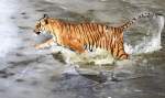Indochinesischer Tiger   ...  Andy Hensel 09.03.2011