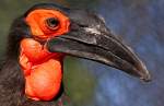 Hornraben (Bucorvus) (5 Fotos)