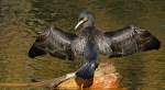 Kormoran    ...  Andy Hensel 09.03.2011