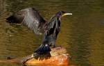 Kormoran    ...  Andy Hensel 09.03.2011