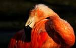 Flamingo    ...  Andy Hensel 09.03.2011