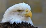 Weisskopfseeadler    ...  Andy Hensel 09.03.2011