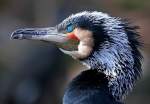 Kormoran    ...  Andy Hensel 11.03.2011