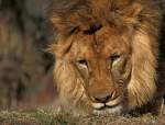 Afrikanischer L�we   ...