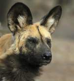 Afrikanischer Wildhund   ...  Andy Hensel 11.03.2011