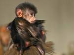 Mantelpavian-Baby    ...  Andy Hensel 11.03.2011