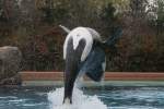 Springender Orca ...  Gilbert Angermann 14.03.2011