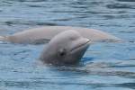 Wei�wal (Delphinapterus ...  Gilbert Angermann 14.03.2011