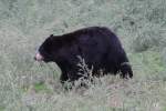 Schwarzb�r (Ursus americanus) am ...  Gilbert Angermann 14.03.2011