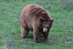 Brauner Schwarzb�r (Ursus americanus) ...  Gilbert Angermann 14.03.2011