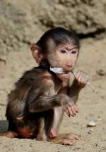 Mantelpavian-Baby    ...  Andy Hensel 15.03.2011