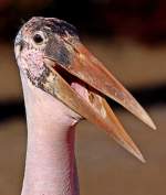 Marabu    ...  Andy Hensel 15.03.2011
