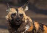 Afrikanischer Wildhund   ...  Andy Hensel 15.03.2011
