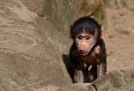 Mantelpavian-Baby    ...  Andy Hensel 15.03.2011