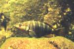 Schriftbarsch (Serranus ...  Gilbert Angermann 17.03.2011