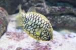 Australischer Zapfenfisch ...  Gilbert Angermann 17.03.2011