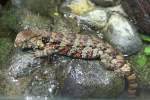 Krokodilschwanzechsen (Shinisauridae) (2 Fotos)