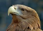 Seeadler    ...  Andy Hensel 19.03.2011