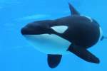 Gro�er Schwertwal (Orca) (14 Fotos)