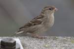 Haussperling (Passer domesticus) am ...  Gilbert Angermann 20.03.2011