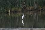 Silberreiher (Ardea alba) am ...  Gilbert Angermann 20.03.2011
