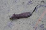 Bisamratte (Ondatra zibethicus) am ...  Gilbert Angermann 20.03.2011