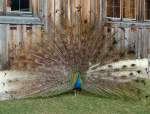 Stolz zeigt diese Pfau ...  Thomas Aichhorn 20.03.2011