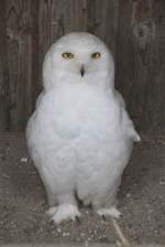 Schnee-Eule (Bubo scandiacus) am ...  Gilbert Angermann 21.03.2011