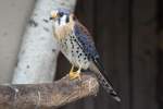 M�nnlicher Buntfalke (Falco sparverius) ...  Gilbert Angermann 21.03.2011