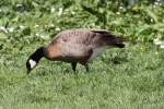 Dunkle Kanadagans (Branta canadensis ...  Gilbert Angermann 21.03.2011