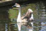 H�ckergans (17 Fotos)