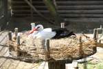 Br�tender Wei�storch (Ciconia ciconia) ...  Gilbert Angermann 21.03.2011