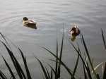 Enten im Deutsch-Franz�sichen-Garten in ...  Manfred Schneider 02.11.2009