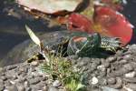 Rotwangen-Schmuckschildkr�te (Trachemys scripta elegans) ...  Gilbert Angermann 22.03.2011