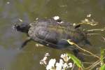 Europ�ische Sumpfschildkr�te (Emys orbicularis) ...  Gilbert Angermann 22.03.2011