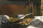 M�nnliche Gebirgsstelze (Motacilla cinerea) ...  Gilbert Angermann 22.03.2011