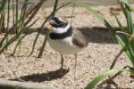 Sandregenpfeifer (Charadrius hiaticula) am ...  Gilbert Angermann 22.03.2011