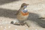Wei�sterniges Blaukehlchen (Luscinia svecica ...  Gilbert Angermann 22.03.2011