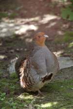 Rebh�hner (Perdix) (1 Fotos)