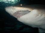 Die Z�hne eines Riffhais. Shanghai Zoo Juni 2006.  ...