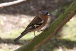 Buchfink (Fringilla coelebs) am ...  Gilbert Angermann 22.03.2011
