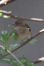 Buchfink-Weibchen (Fringilla coelebs) am 26.4.2010 im Vogelpark Stutensee-Friedrichstal.  ...