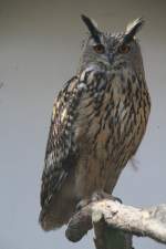 Europ�ischer Uhu (Bubo bubo ...  Gilbert Angermann 22.03.2011