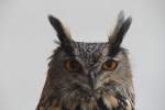 Europ�ischer Uhu (Bubo bubo ...  Gilbert Angermann 23.03.2011