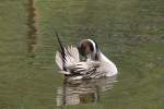 Spie�ente (Anas acuta) beim Baden. 26.4.2010 im Vogelpark Stutensee-Friedrichstal.  ...