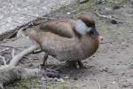Weibliche Kolbenente (Netta rufina) am 26.4.2010 im Vogelpark Eggenstein-Leopoldshafen.  ...